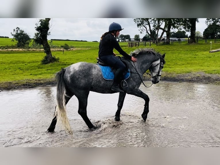 caballo de tiro Caballo castrado 4 años 165 cm Tordillo negro in Sligo