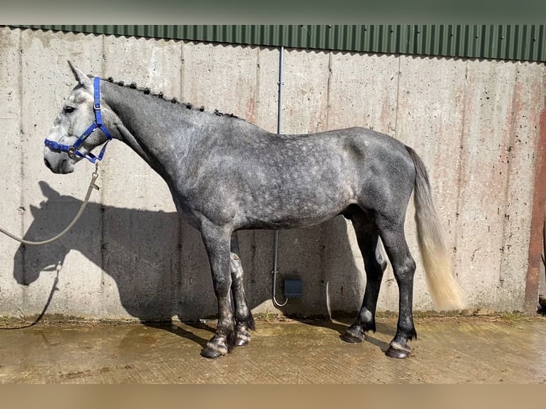 caballo de tiro Caballo castrado 4 años 165 cm Tordillo negro in Sligo
