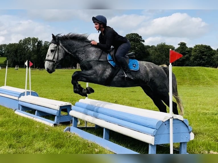 caballo de tiro Caballo castrado 4 años 165 cm Tordillo negro in Sligo