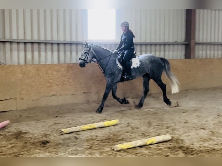 caballo de tiro Caballo castrado 4 años 165 cm Tordillo negro in Sligo