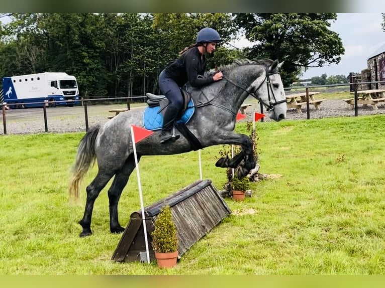 caballo de tiro Caballo castrado 4 años 165 cm Tordillo negro in Sligo
