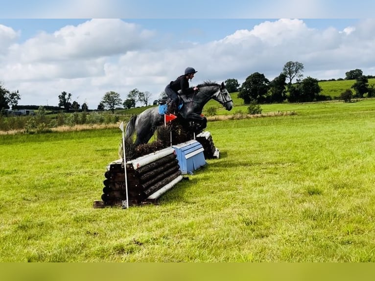 caballo de tiro Caballo castrado 4 años 165 cm Tordillo negro in Sligo