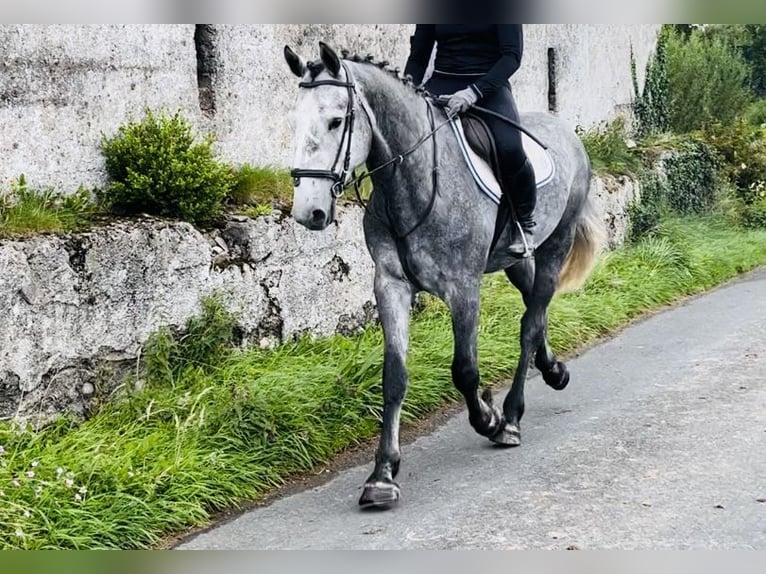 caballo de tiro Caballo castrado 4 años 165 cm Tordillo negro in Sligo
