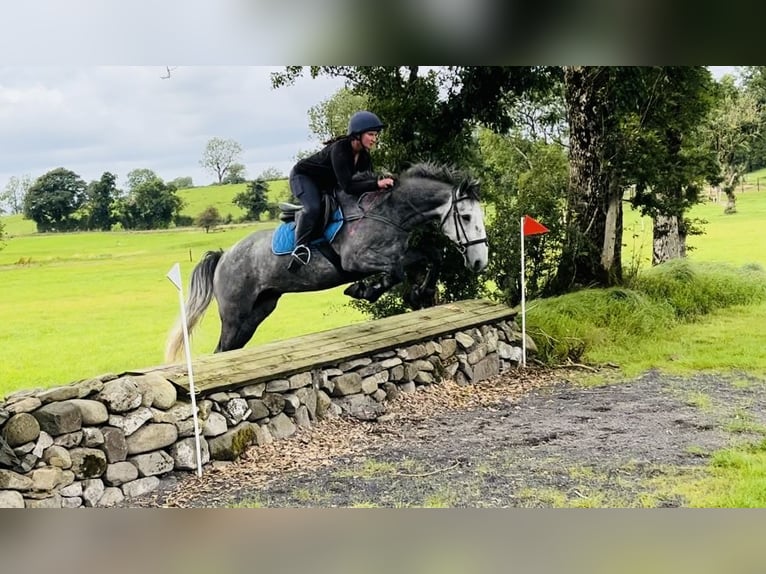caballo de tiro Caballo castrado 4 años 165 cm Tordillo negro in Sligo