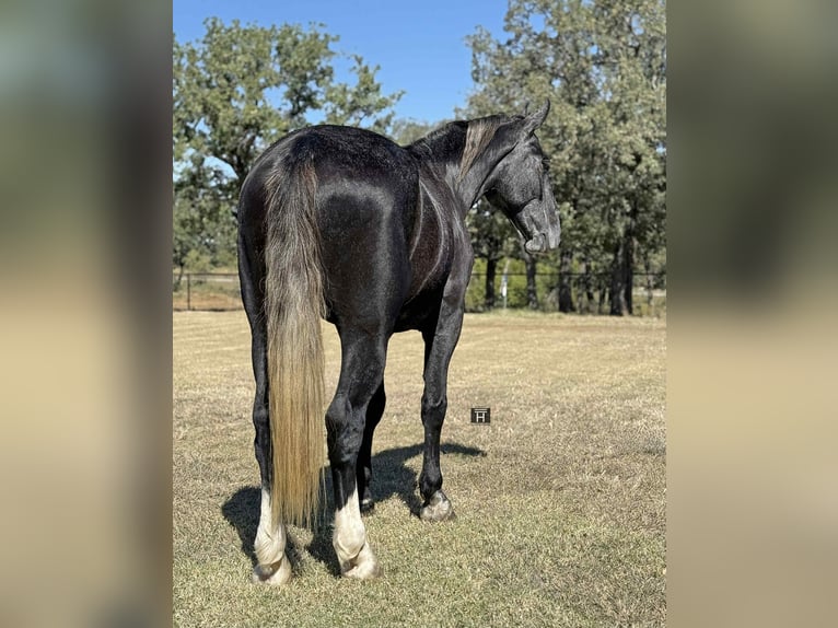 caballo de tiro Caballo castrado 4 años 165 cm Tordo in Jacksboro TX