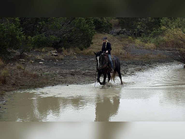 caballo de tiro Caballo castrado 4 años 165 cm Tordo in Jacksboro TX