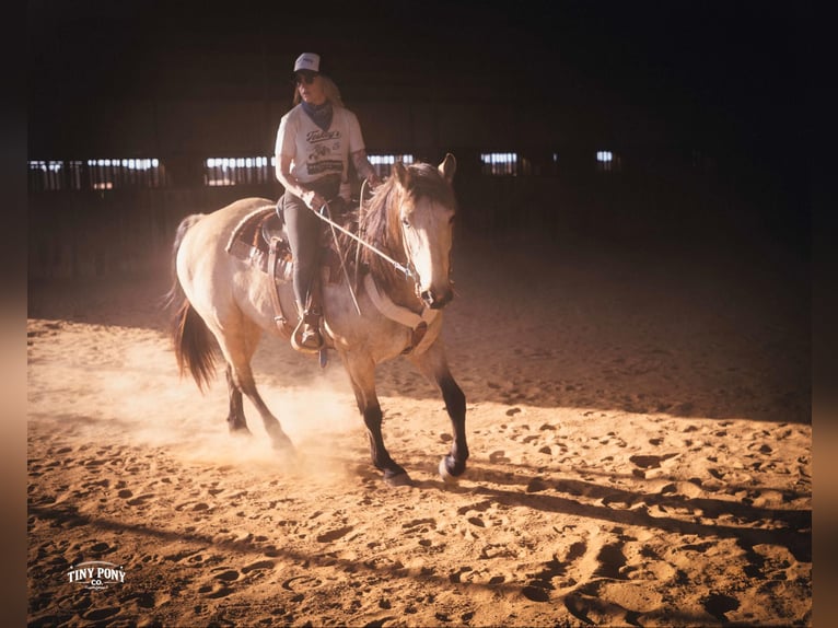 caballo de tiro Caballo castrado 4 años 168 cm Buckskin/Bayo in Jacksboro