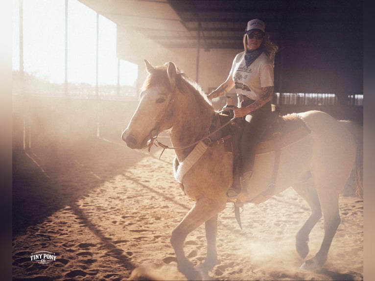 caballo de tiro Caballo castrado 4 años 168 cm Buckskin/Bayo in Jacksboro