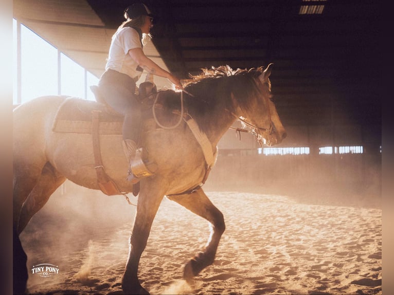 caballo de tiro Caballo castrado 4 años 168 cm Buckskin/Bayo in Jacksboro