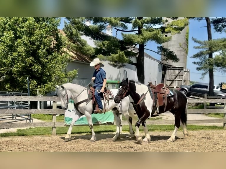 caballo de tiro Mestizo Caballo castrado 4 años 168 cm in Gap, PA