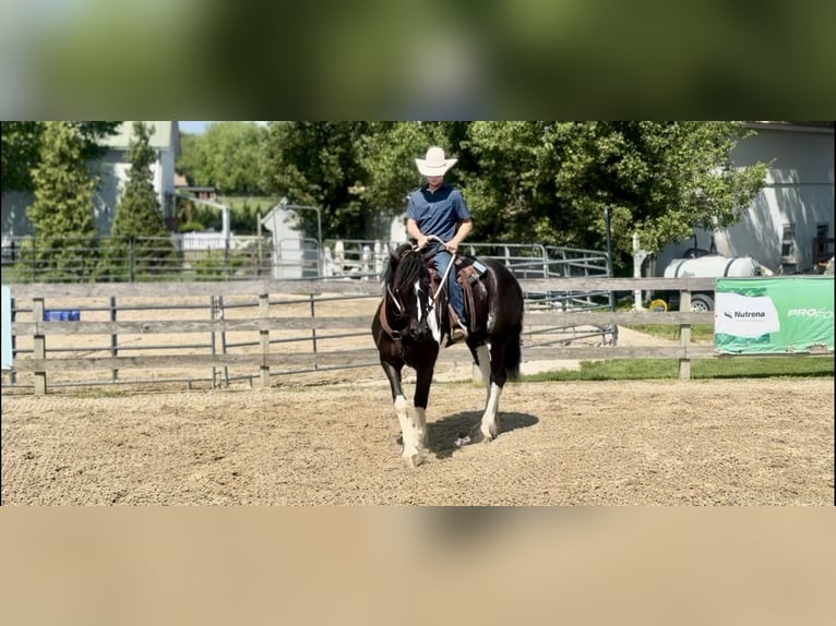 caballo de tiro Mestizo Caballo castrado 4 años 168 cm in Gap, PA