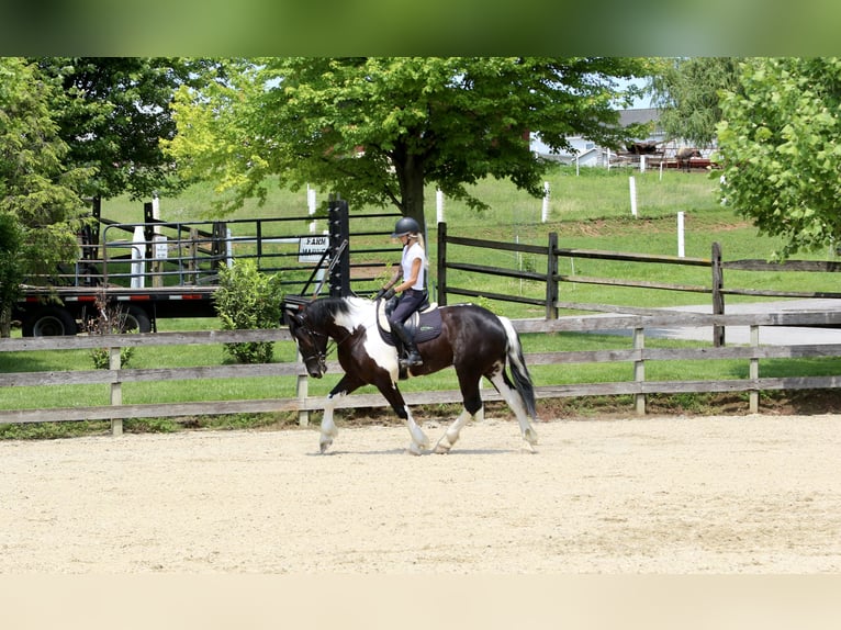 caballo de tiro Mestizo Caballo castrado 4 años 168 cm in Gap, PA