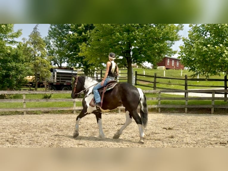 caballo de tiro Mestizo Caballo castrado 4 años 168 cm in Gap, PA