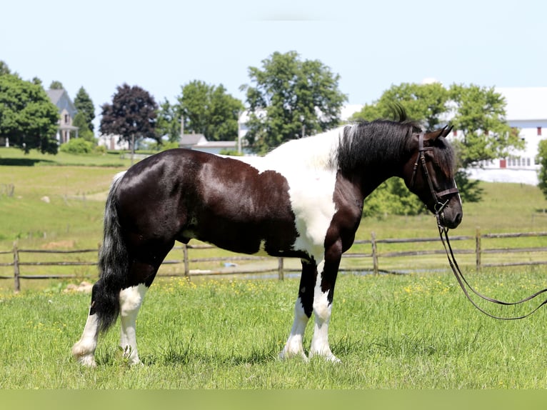 caballo de tiro Mestizo Caballo castrado 4 años 168 cm in Gap, PA