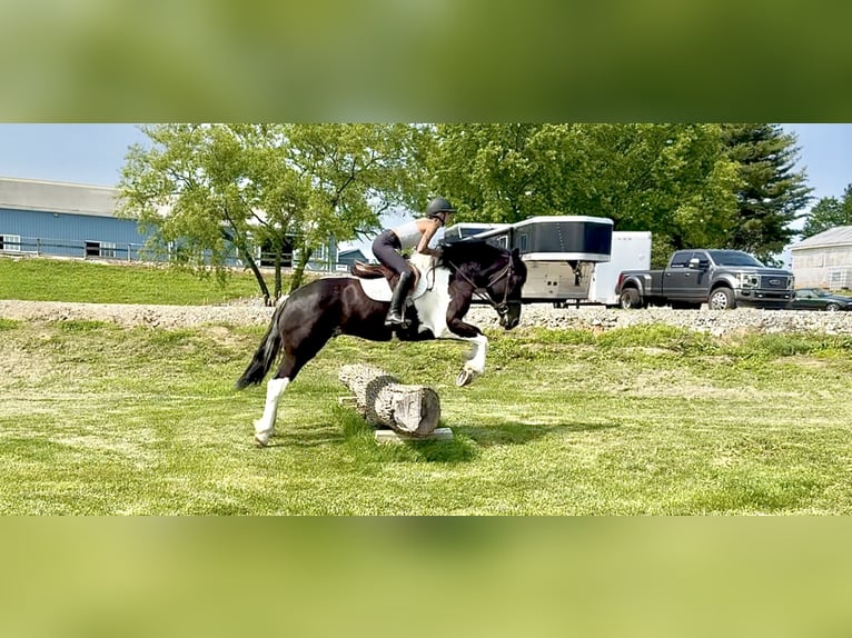 caballo de tiro Mestizo Caballo castrado 4 años 168 cm in Gap, PA