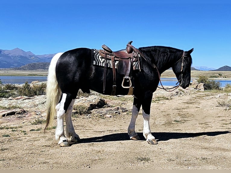 caballo de tiro Mestizo Caballo castrado 4 años 168 cm in Westcliffe, CO