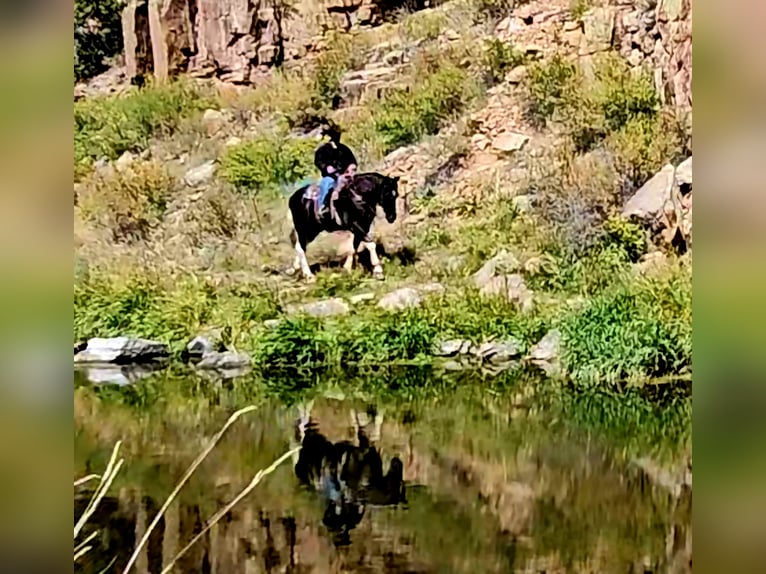 caballo de tiro Mestizo Caballo castrado 4 años 168 cm in Westcliffe, CO