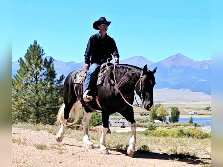 caballo de tiro Mestizo Caballo castrado 4 años 168 cm in Westcliffe, CO