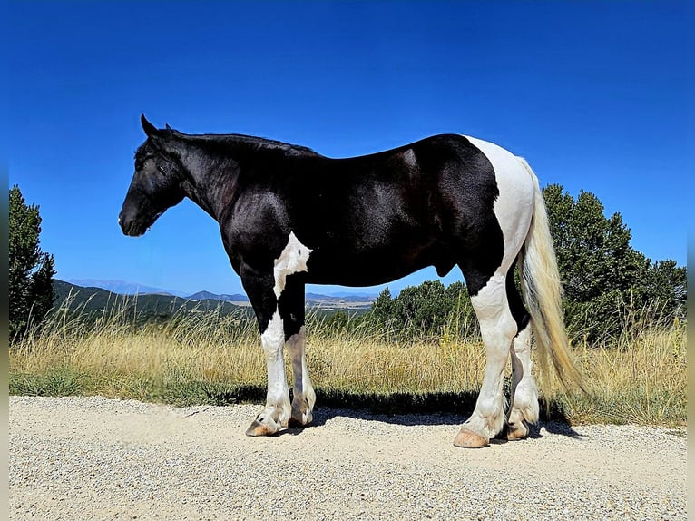 caballo de tiro Mestizo Caballo castrado 4 años 168 cm in Westcliffe, CO