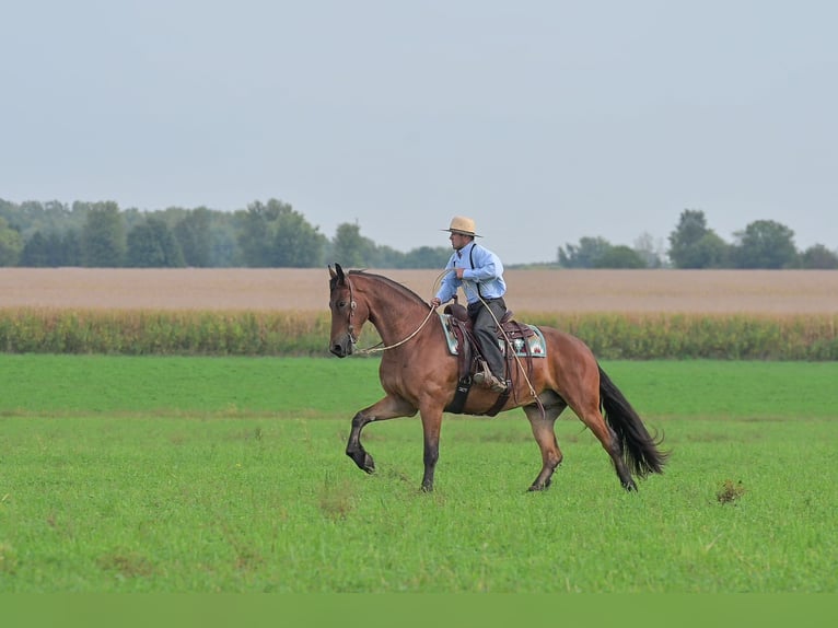 caballo de tiro Caballo castrado 4 años 168 cm Castaño rojizo in Fairbank IA