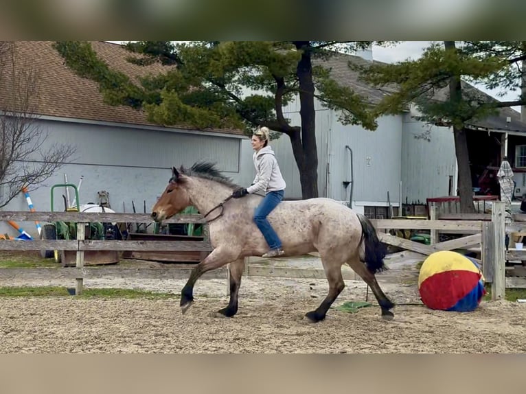 caballo de tiro Mestizo Caballo castrado 4 años 168 cm Castaño-ruano in Gap