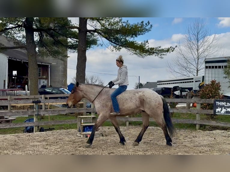 caballo de tiro Mestizo Caballo castrado 4 años 168 cm Castaño-ruano in Gap