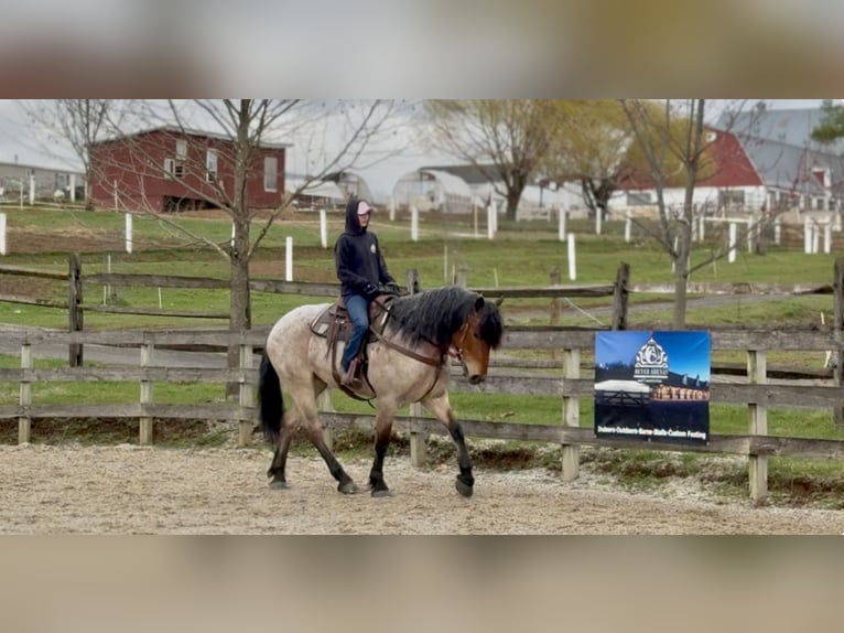 caballo de tiro Mestizo Caballo castrado 4 años 168 cm Castaño-ruano in Gap