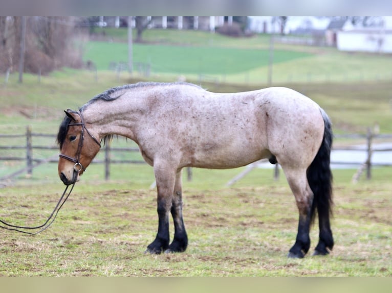 caballo de tiro Mestizo Caballo castrado 4 años 168 cm Castaño-ruano in Gap