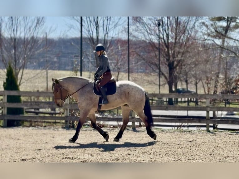 caballo de tiro Mestizo Caballo castrado 4 años 168 cm Castaño-ruano in Gap