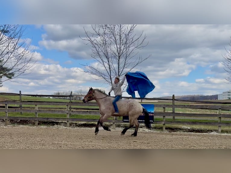 caballo de tiro Mestizo Caballo castrado 4 años 168 cm Castaño-ruano in Gap