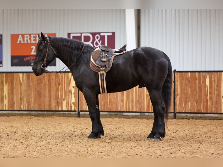 caballo de tiro Mestizo Caballo castrado 4 años 168 cm Negro in Ripley