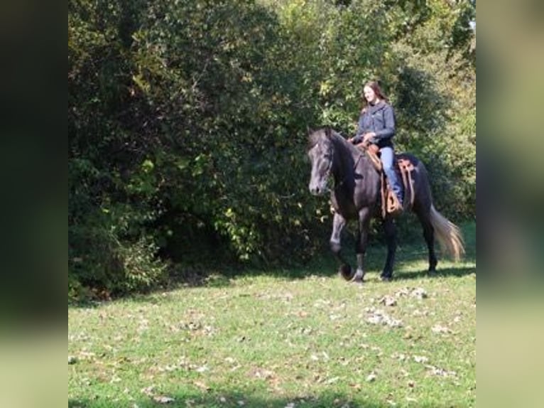 caballo de tiro Mestizo Caballo castrado 4 años 168 cm Tordo in Howell