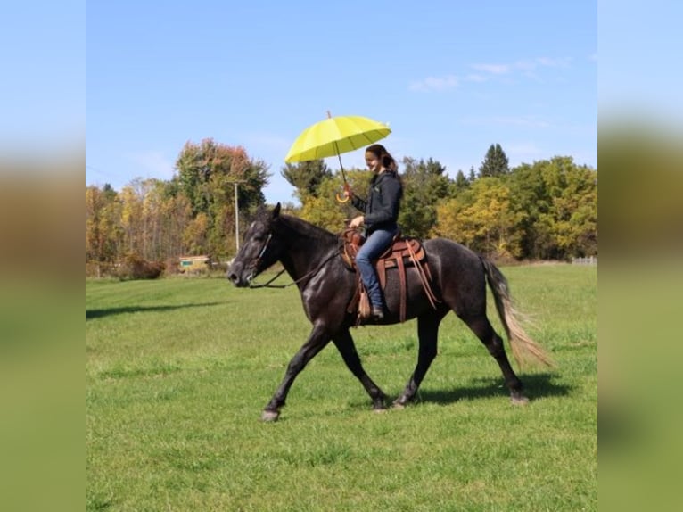 caballo de tiro Mestizo Caballo castrado 4 años 168 cm Tordo in Howell