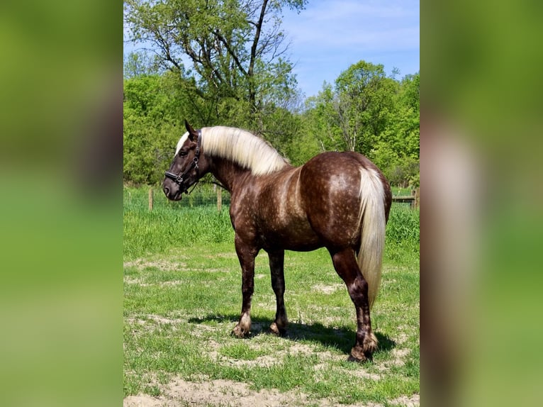 caballo de tiro Caballo castrado 4 años 170 cm Castaño in Howell, MI