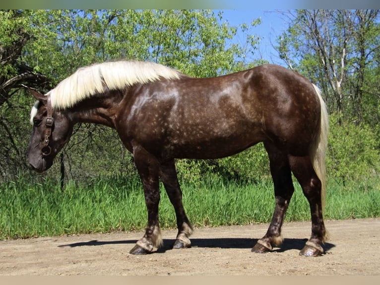 caballo de tiro Caballo castrado 4 años 170 cm Castaño in Howell, MI