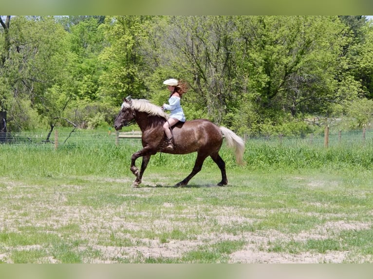 caballo de tiro Caballo castrado 4 años 170 cm Castaño in Howell, MI