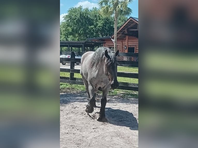 caballo de tiro Caballo castrado 4 años 170 cm Ruano azulado in Loxahatchee