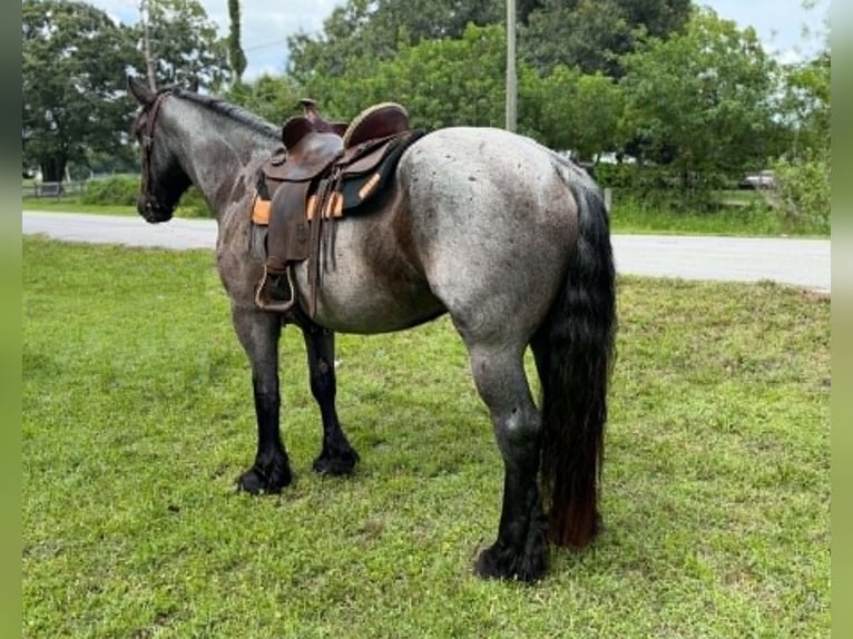 caballo de tiro Caballo castrado 4 años 170 cm Ruano azulado in Loxahatchee