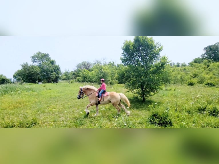 caballo de tiro Mestizo Caballo castrado 4 años 173 cm Palomino in Ava Missouri