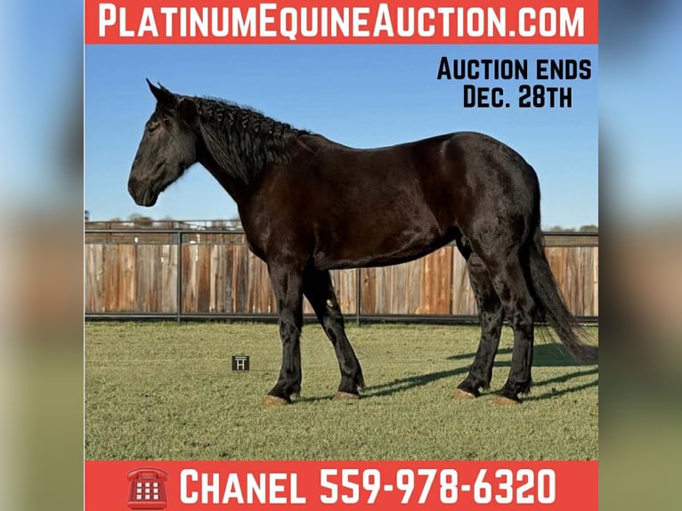 caballo de tiro Caballo castrado 4 años 175 cm Negro in Jacksboro, TX