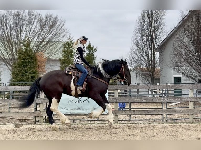 caballo de tiro Mestizo Caballo castrado 4 años 178 cm Pío in Gap