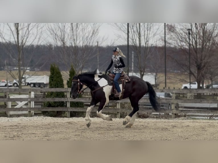 caballo de tiro Mestizo Caballo castrado 4 años 178 cm Pío in Gap