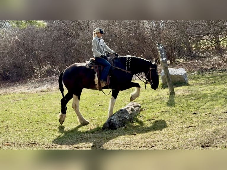 caballo de tiro Mestizo Caballo castrado 4 años 178 cm Pío in Gap
