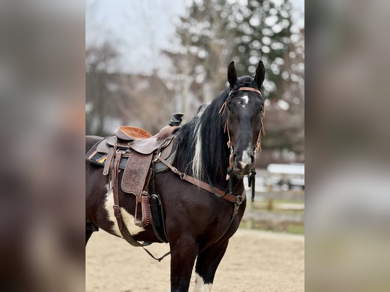 caballo de tiro Mestizo Caballo castrado 4 años 178 cm Pío in Gap