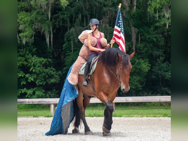 caballo de tiro Mestizo Caballo castrado 4 años 183 cm Castaño rojizo in Ocala, FL
