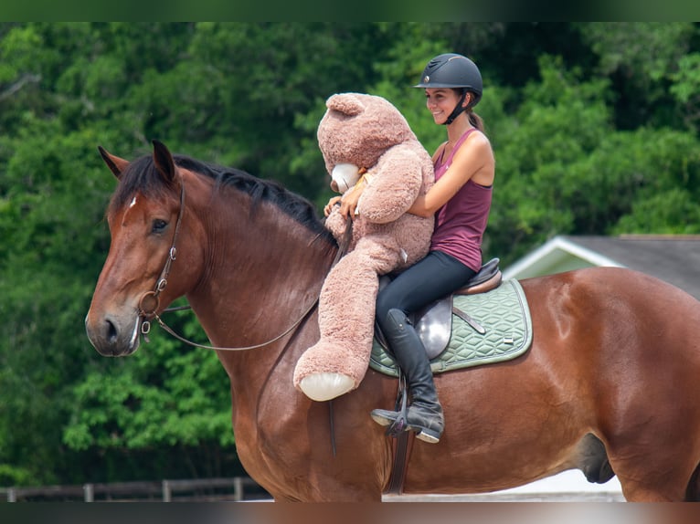 caballo de tiro Mestizo Caballo castrado 4 años 183 cm Castaño rojizo in Ocala, FL