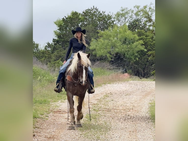 caballo de tiro Mestizo Caballo castrado 4 años Alazán rojizo in Weatherford, TX