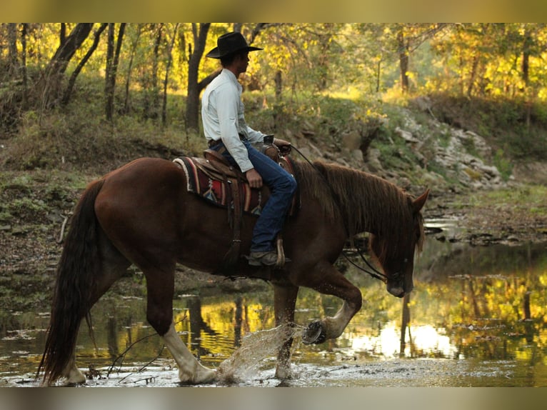 caballo de tiro Mestizo Caballo castrado 4 años Alazán-tostado in Baxter Springs