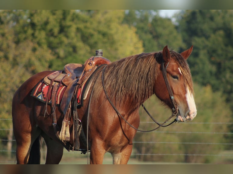 caballo de tiro Mestizo Caballo castrado 4 años Alazán-tostado in Baxter Springs