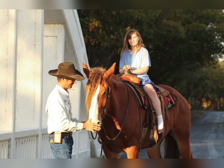 caballo de tiro Mestizo Caballo castrado 4 años Alazán-tostado in Baxter Springs